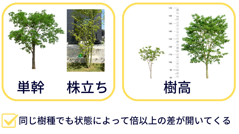 樹種　樹高 
株立ちの方が高い
